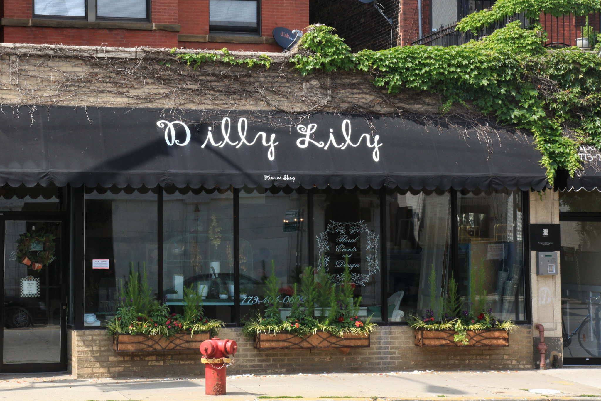 dilly lily entrance